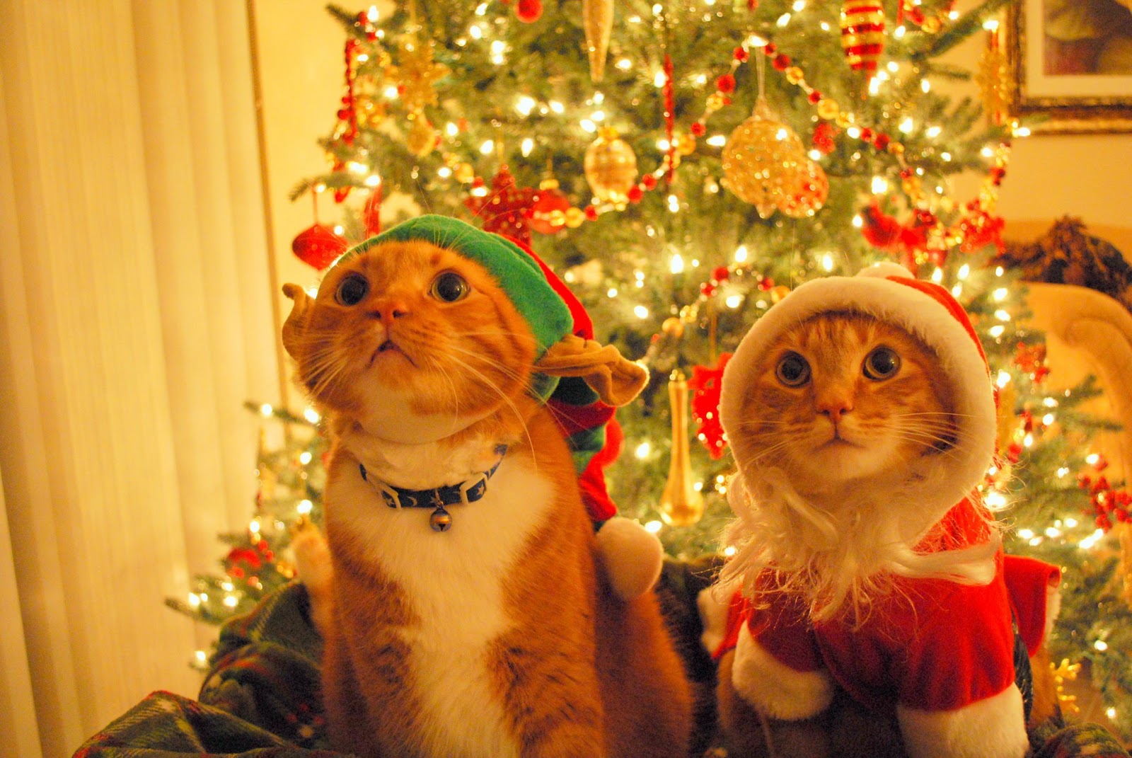funny-cat-christmas-pictures