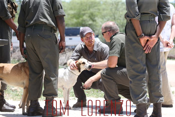 Prince-Harry-Visits-Africa-Dogs-Tom-Lorenzo-Site (2)