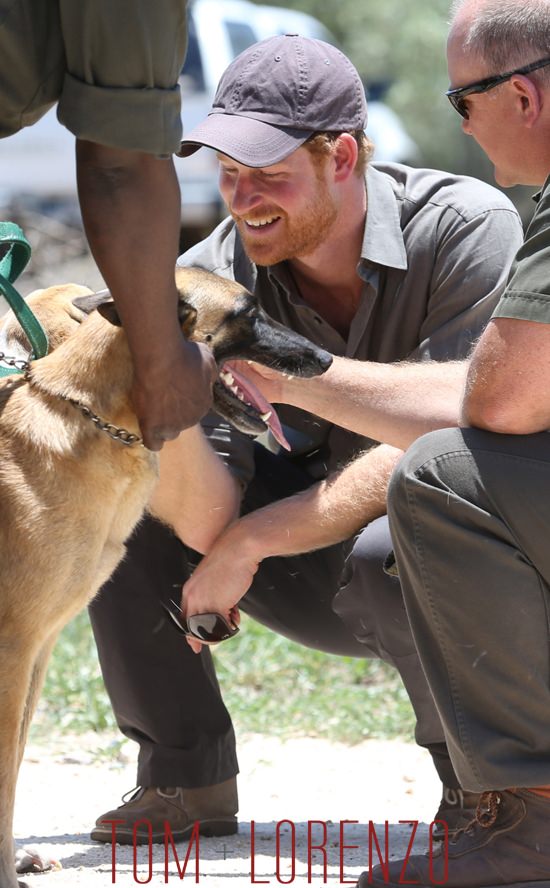 Prince-Harry-Visits-Africa-Dogs-Tom-Lorenzo-Site (3)