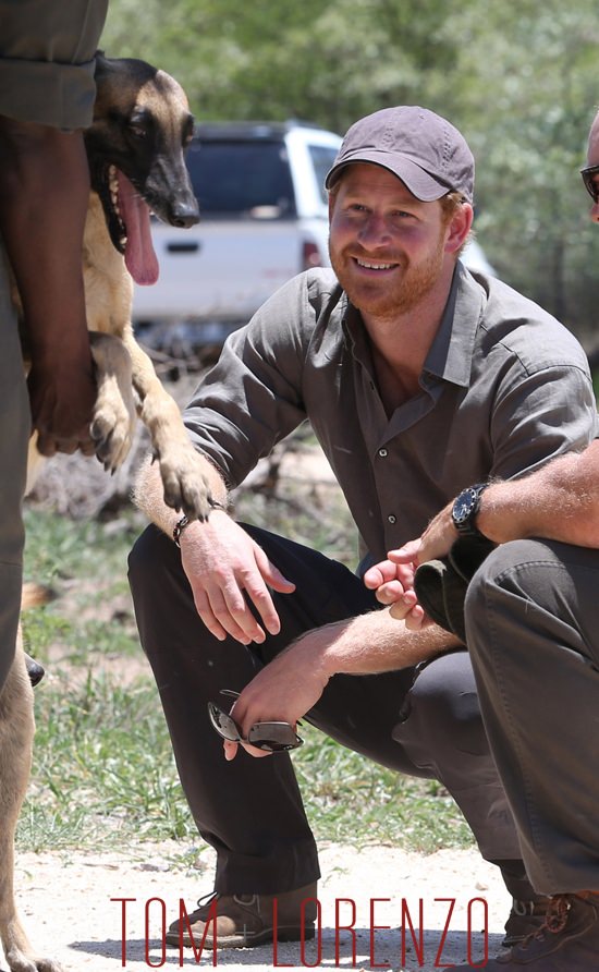 Prince-Harry-Visits-Africa-Dogs-Tom-Lorenzo-Site (5)