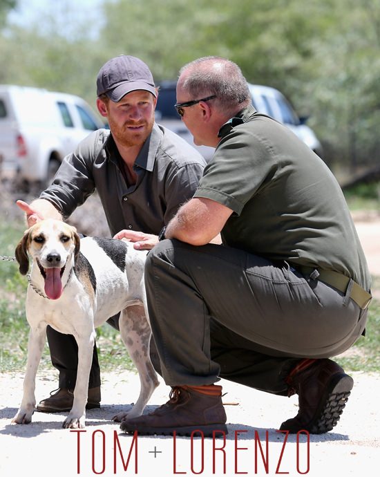 Prince-Harry-Visits-Africa-Dogs-Tom-Lorenzo-Site (6)