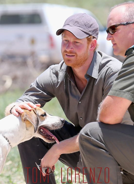 Prince-Harry-Visits-Africa-Dogs-Tom-Lorenzo-Site (7)