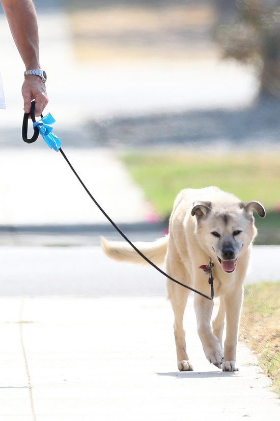 Jon Hamm Walks His Dog in Loz Feliz, California | Tom + Lorenzo